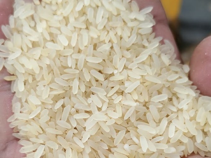 IR64 parboiled rice